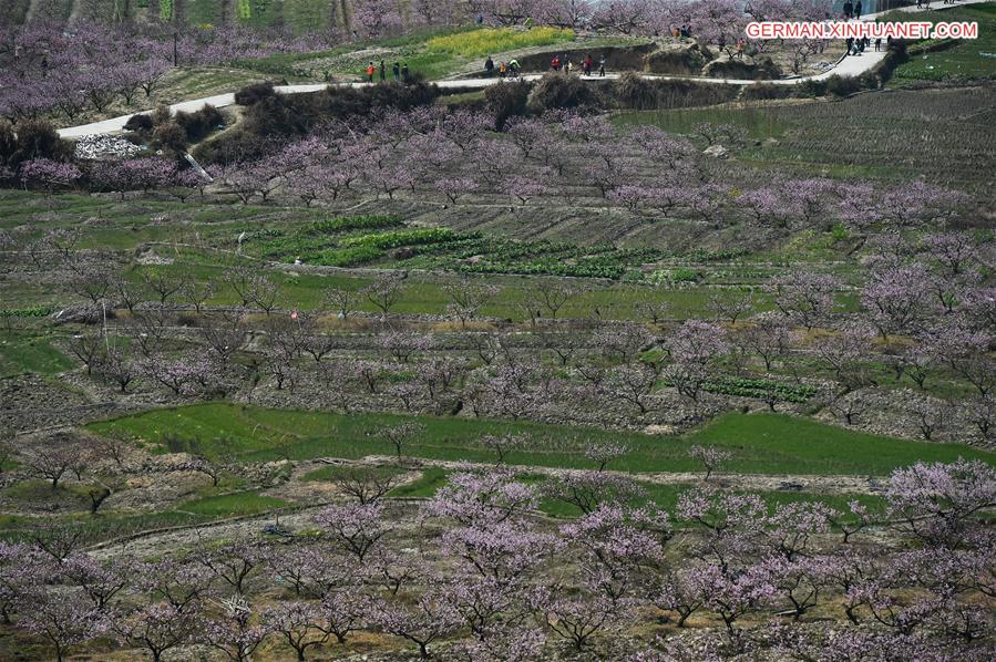 CHINA-FUJIAN-PEACH BLOSSOM(CN)