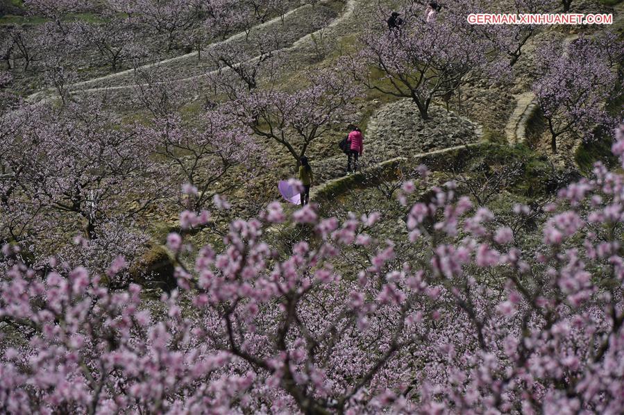 CHINA-FUJIAN-PEACH BLOSSOM(CN)