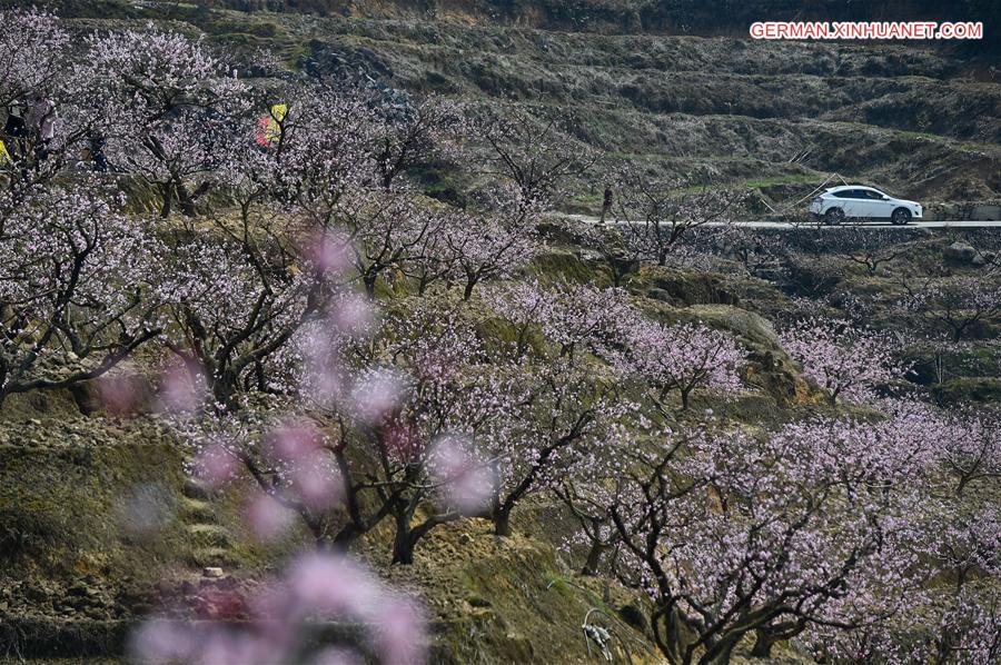 CHINA-FUJIAN-PEACH BLOSSOM(CN)