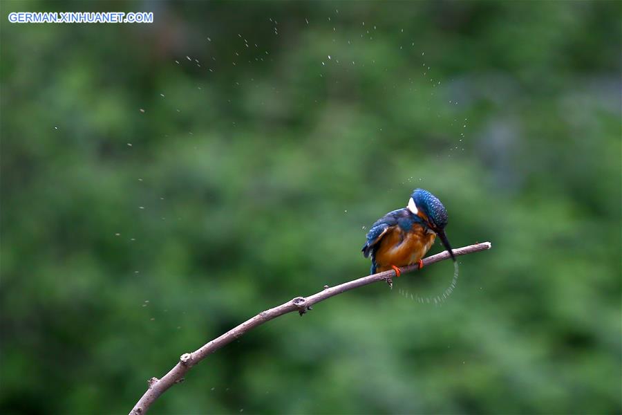 #CHINA-JIANGSU-CHANGZHOU-KINGFISHER(CN)