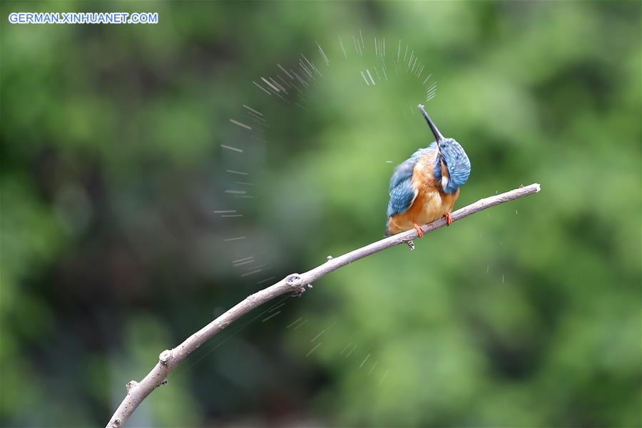 #CHINA-JIANGSU-CHANGZHOU-KINGFISHER(CN)