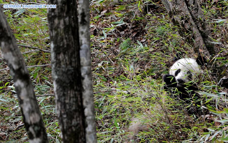 CHINA-SHAANXI-FOPING-WILD GIANT PANDA (CN)