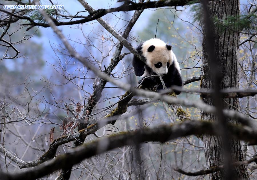 CHINA-SHAANXI-FOPING-WILD GIANT PANDA (CN)