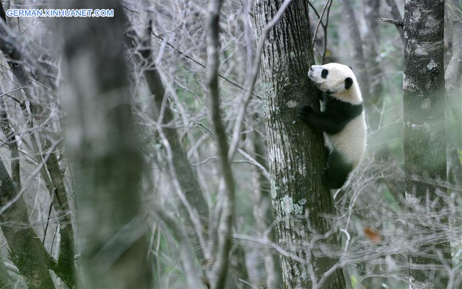 CHINA-SHAANXI-FOPING-WILD GIANT PANDA (CN)