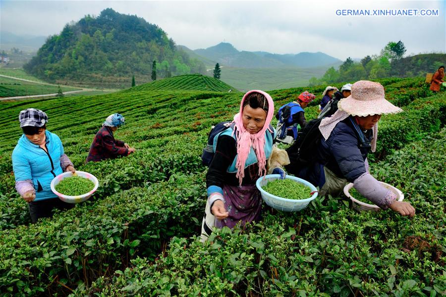 CHINA-GUIZHOU-ANSHUN-TEA-CONTEST (CN)