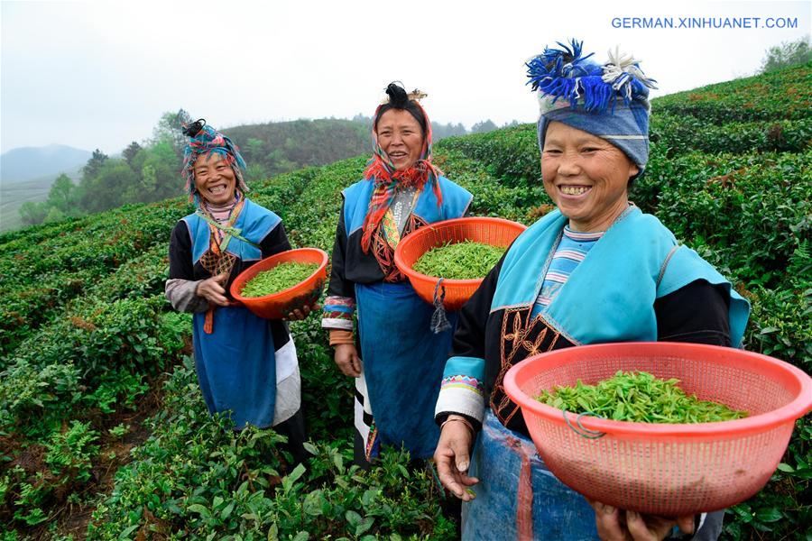 CHINA-GUIZHOU-ANSHUN-TEA-CONTEST (CN)