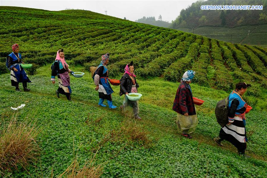 CHINA-GUIZHOU-ANSHUN-TEA-CONTEST (CN)