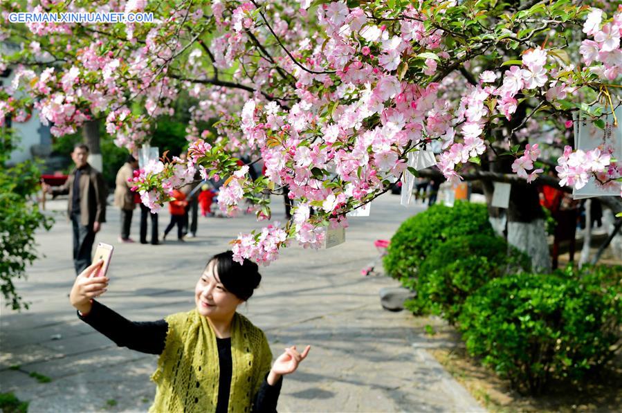 CHINA-JINAN-CRABAPPLE FLOWERS (CN)  