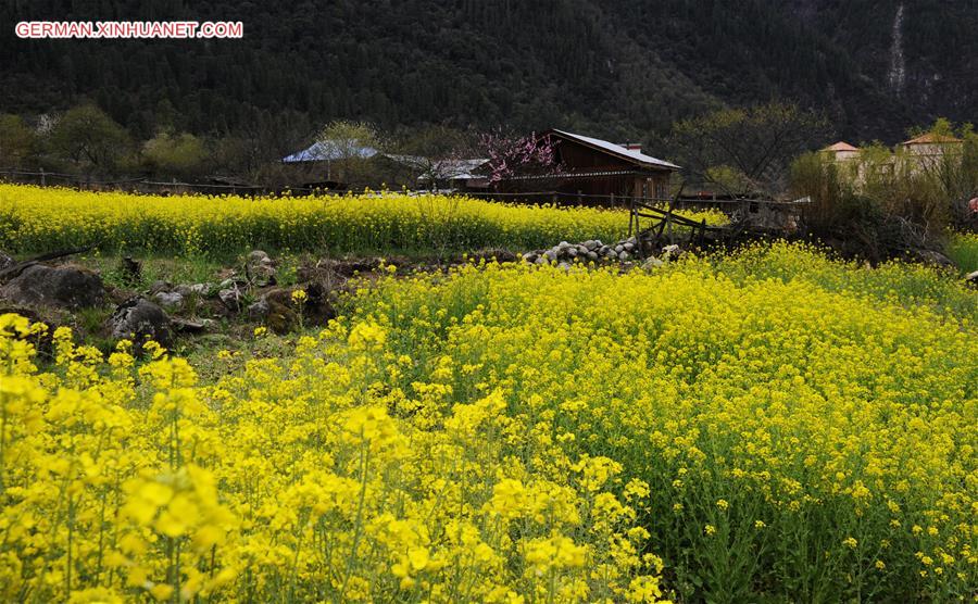 CHINA-TIBET-RAPE BLOSSOMS (CN)