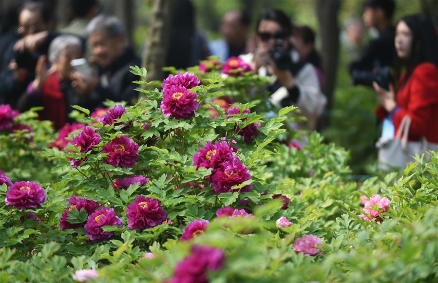 #CHINA-HENAN-LUOYANG-PEONY CULTURAL FESTIVAL(CN)