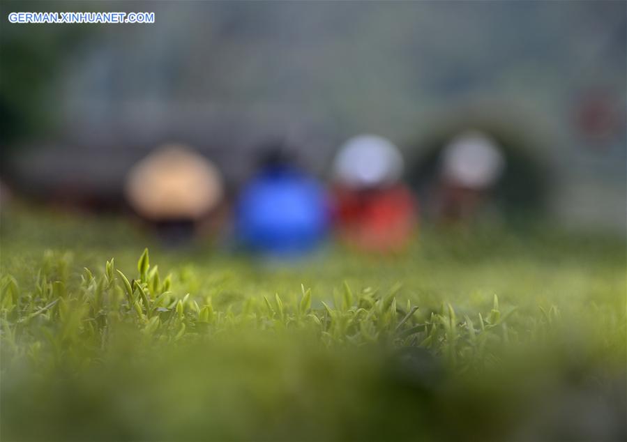 #CHINA-HUBEI-XUAN'EN-SPRING TEA (CN)