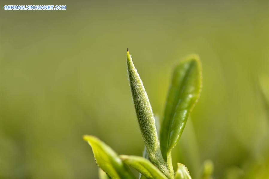 #CHINA-HUBEI-XUAN'EN-SPRING TEA (CN)