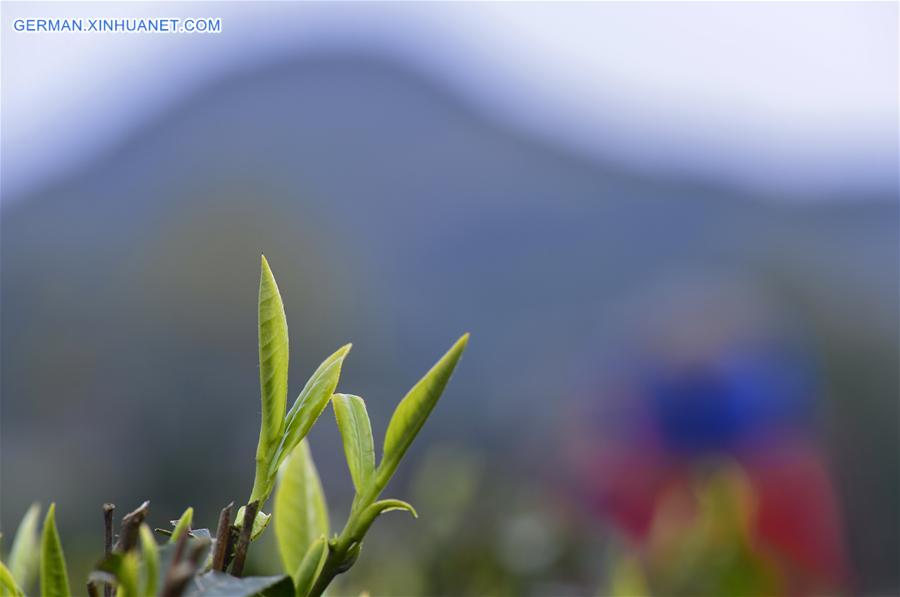 #CHINA-HUBEI-XUAN'EN-SPRING TEA (CN)