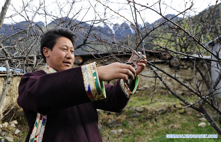 CHINA-TIBET-NYINGCHI-FARM WORK (CN)