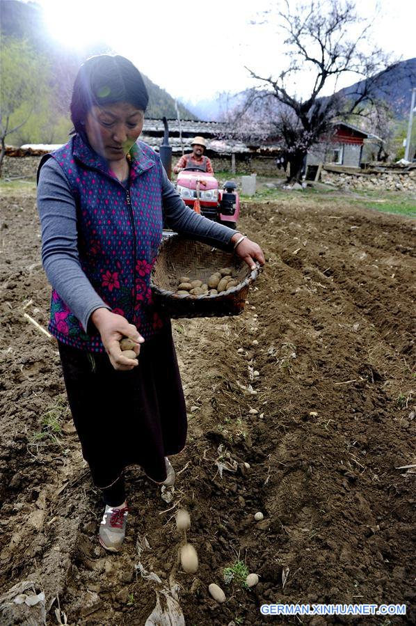 CHINA-TIBET-NYINGCHI-FARM WORK (CN)