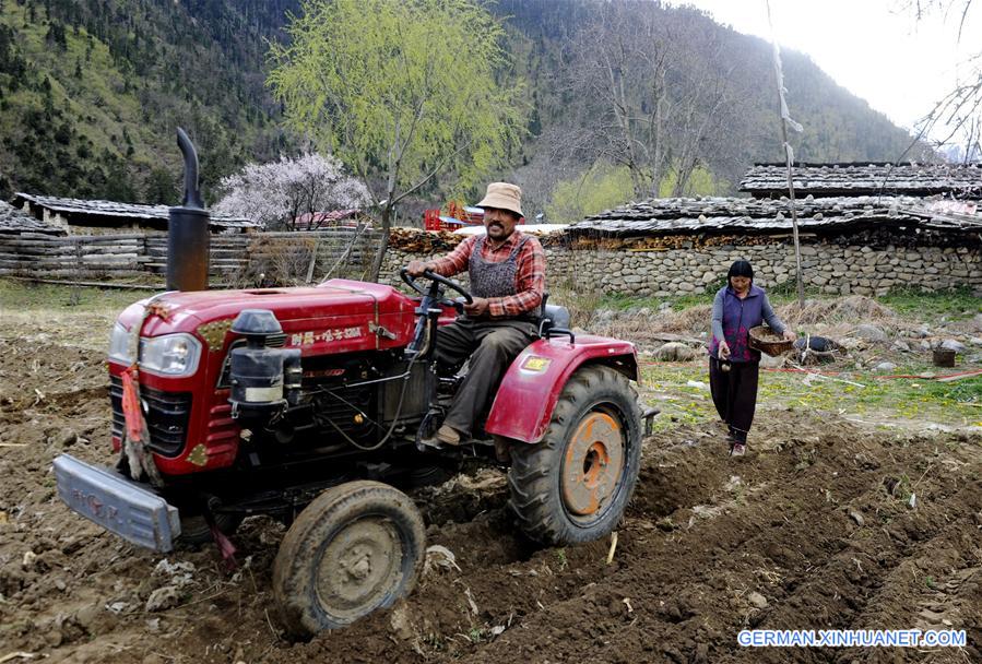 CHINA-TIBET-NYINGCHI-FARM WORK (CN)