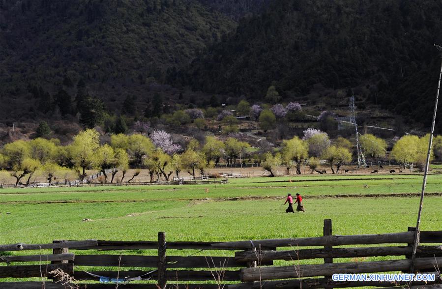 CHINA-TIBET-NYINGCHI-FARM WORK (CN)