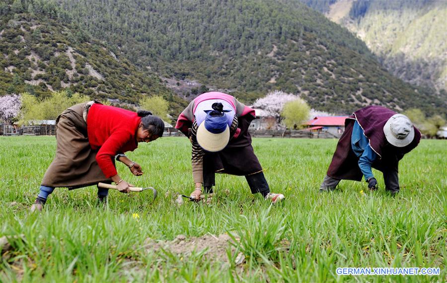 CHINA-TIBET-NYINGCHI-FARM WORK (CN)