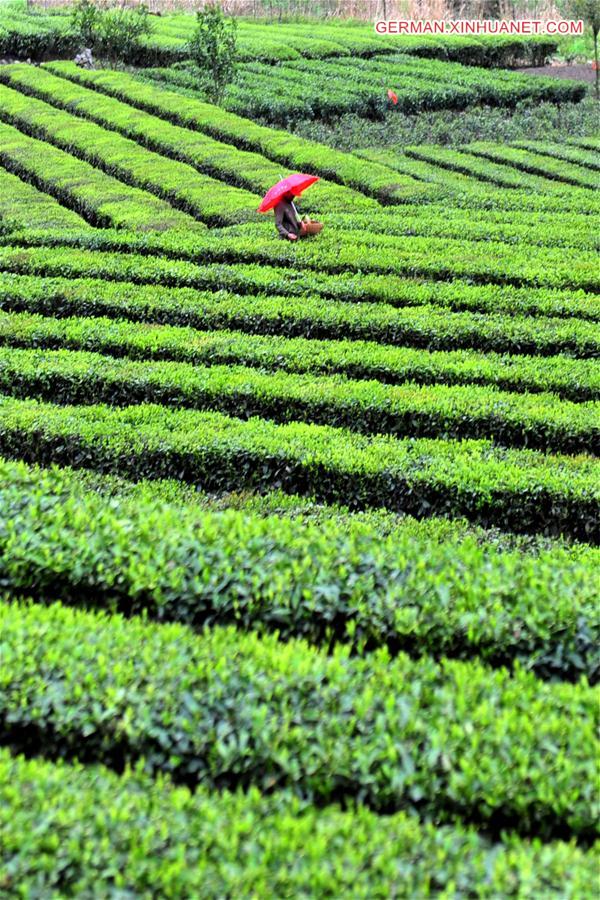 #CHINA-SPRING TEA-HARVEST (CN)