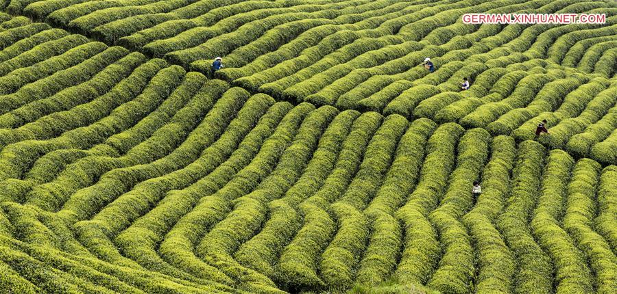 #CHINA-SPRING TEA-HARVEST (CN)