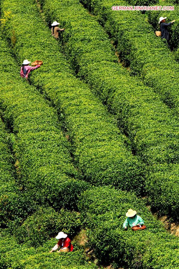 #CHINA-SPRING TEA-HARVEST (CN)