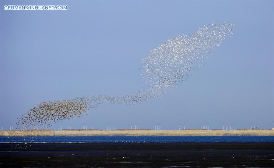 #CHINA-LIAONING-YALU RIVER-BIRDS (CN)