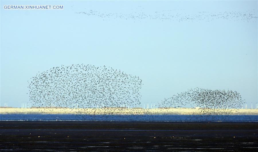 #CHINA-LIAONING-YALU RIVER-BIRDS (CN)