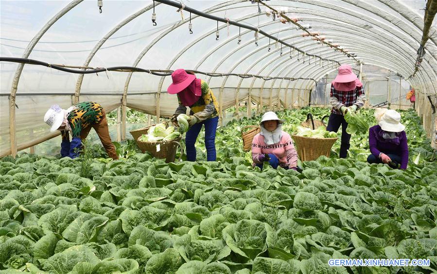 CHINA-YUNNAN-AGRICULTURE (CN)