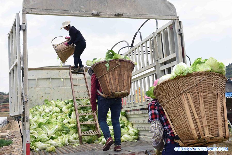 CHINA-YUNNAN-AGRICULTURE (CN)