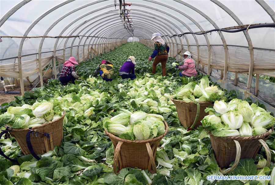 CHINA-YUNNAN-AGRICULTURE (CN)