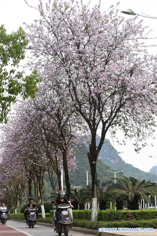 CHINA-GUANGXI-LIUZHOU-FLOWER (CN)