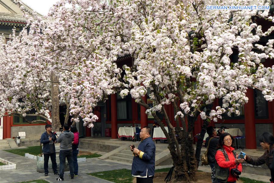 CHINA-BEIJING-CRABAPPLE CULTURE FESTIVAL  (CN)