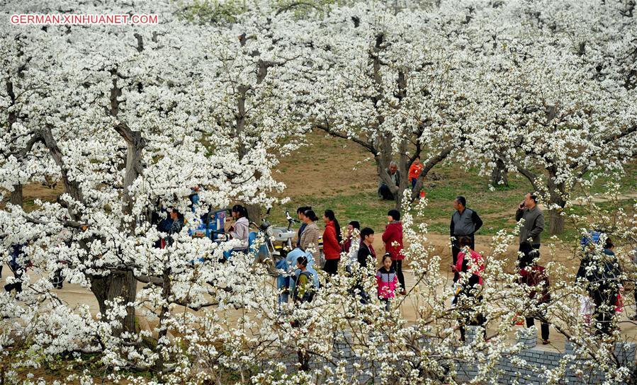 CHINA-HEBEI-PEAR FLOWER (CN)