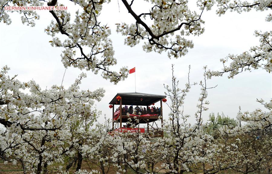 CHINA-HEBEI-PEAR FLOWER (CN)