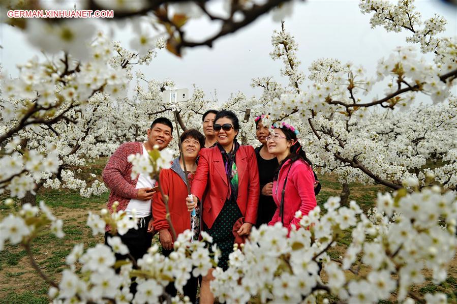 CHINA-HEBEI-PEAR FLOWER (CN)