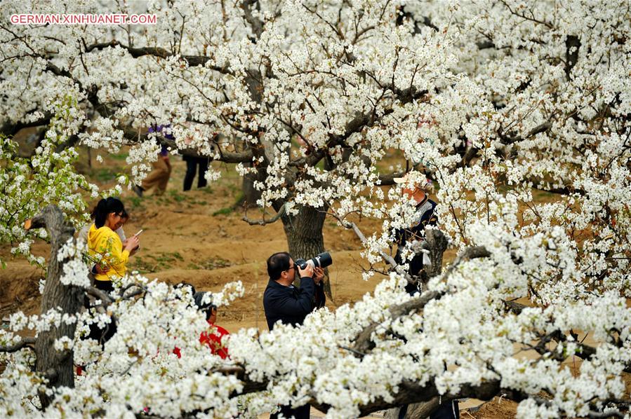 CHINA-HEBEI-PEAR FLOWER (CN)