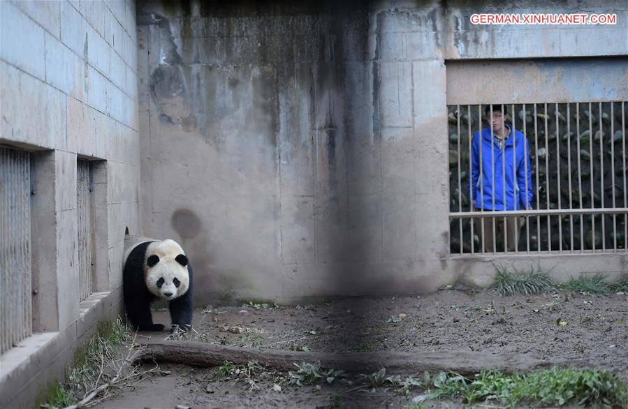 CHINA-SICHUAN-CAPTIVE PANDAS-MATING PLAN (CN)