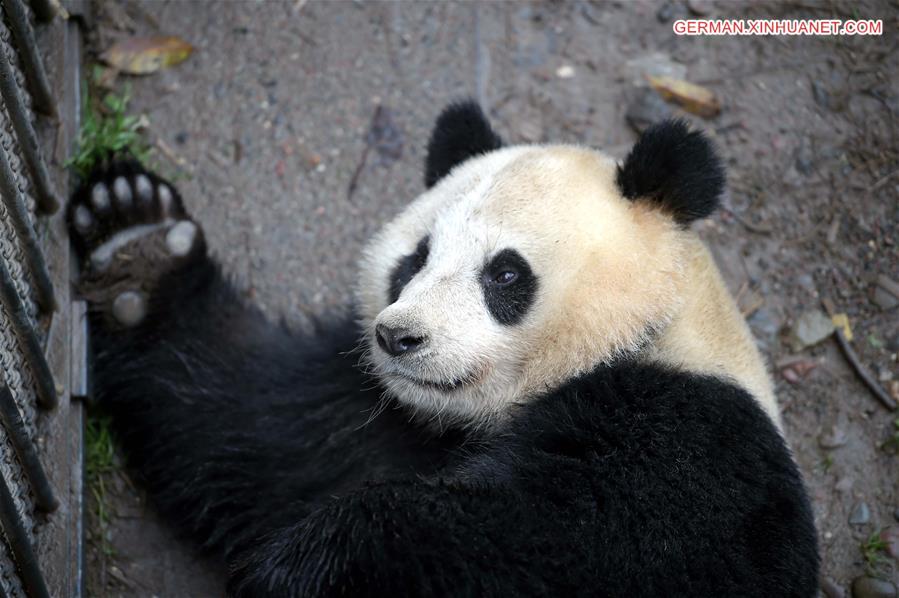 CHINA-SICHUAN-CAPTIVE PANDAS-MATING PLAN (CN)