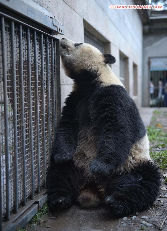 CHINA-SICHUAN-CAPTIVE PANDAS-MATING PLAN (CN)