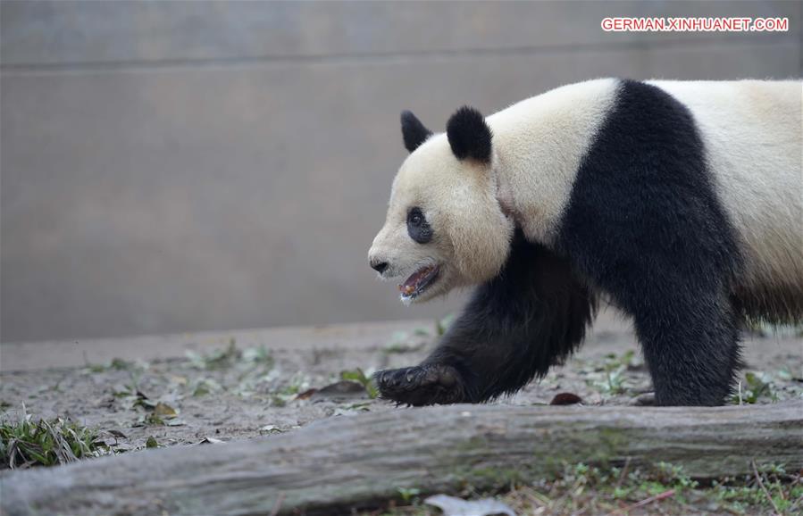 CHINA-SICHUAN-CAPTIVE PANDAS-MATING PLAN (CN)