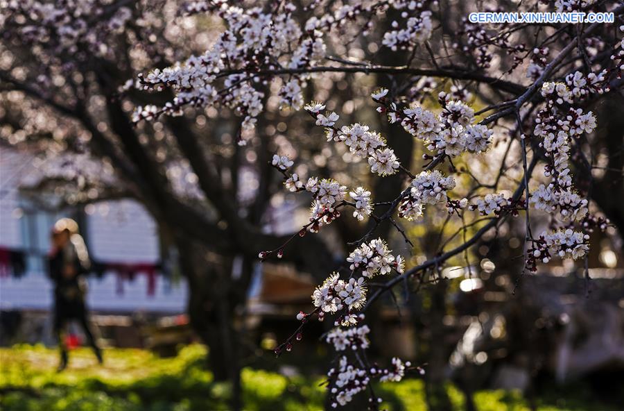 CHINA-XINJIANG-ALMOND FLOWERS(CN)