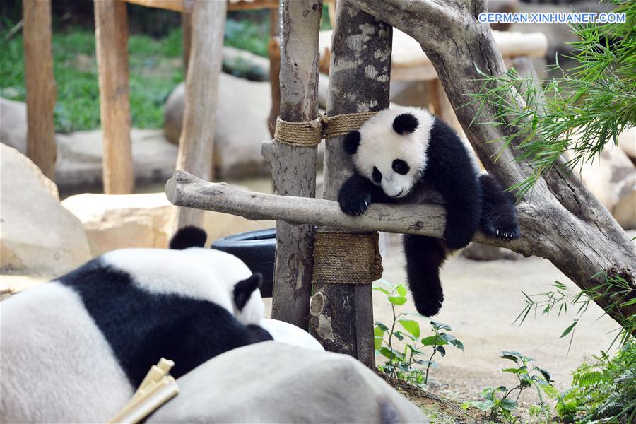 MALAYSIA-KUALA LUMPUR-CHINA-BABY GIANT PANDA