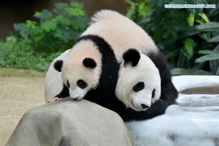 MALAYSIA-KUALA LUMPUR-CHINA-BABY GIANT PANDA