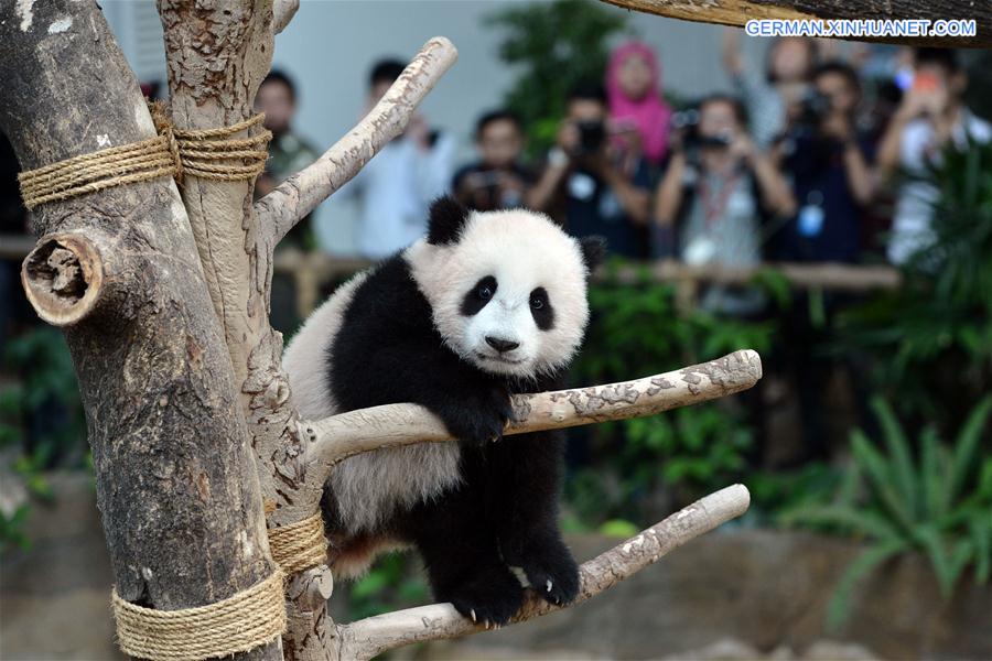 MALAYSIA-KUALA LUMPUR-CHINA-BABY GIANT PANDA