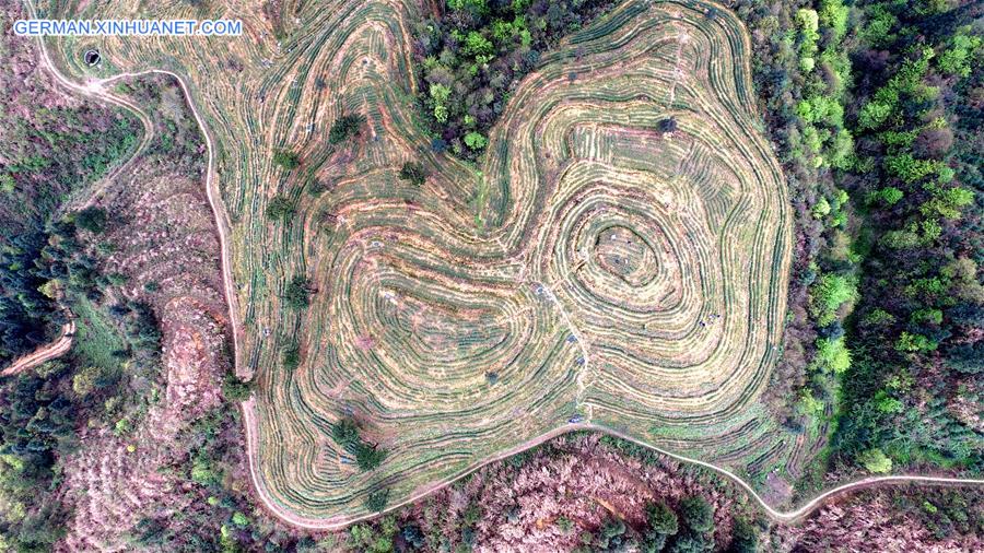 #CHINA-GUIZHOU-TEA GARDEN (CN)