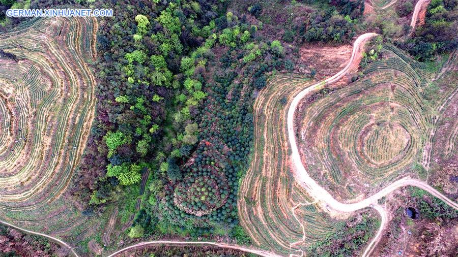 #CHINA-GUIZHOU-TEA GARDEN (CN)