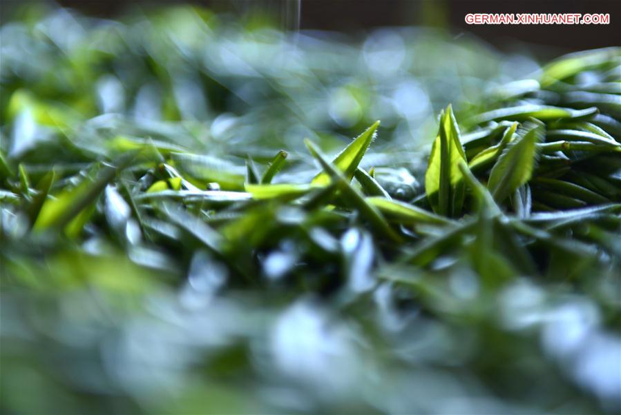 #CHINA-HUBEI-TEA MAKING (CN)