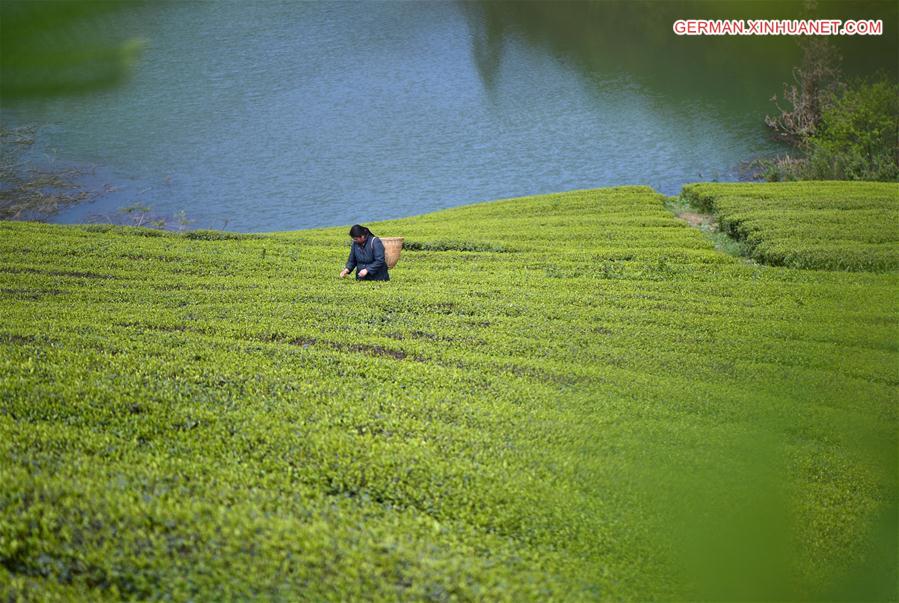 #CHINA-HUBEI-TEA MAKING (CN)