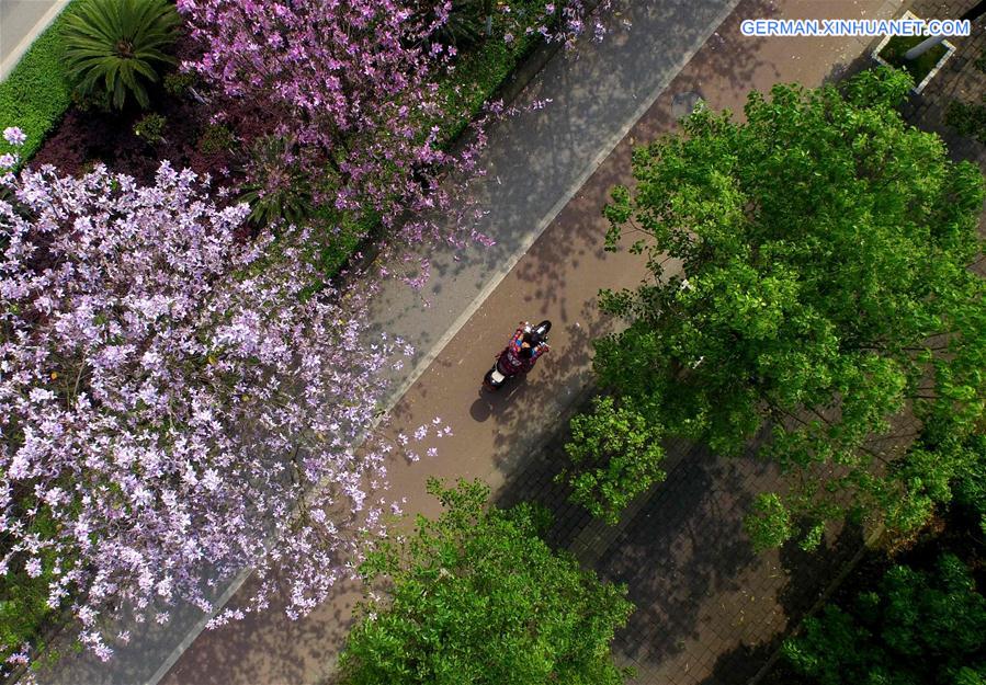 CHINA-GUANGXI-LIUZHOU-FLOWERS-VIEW (CN)