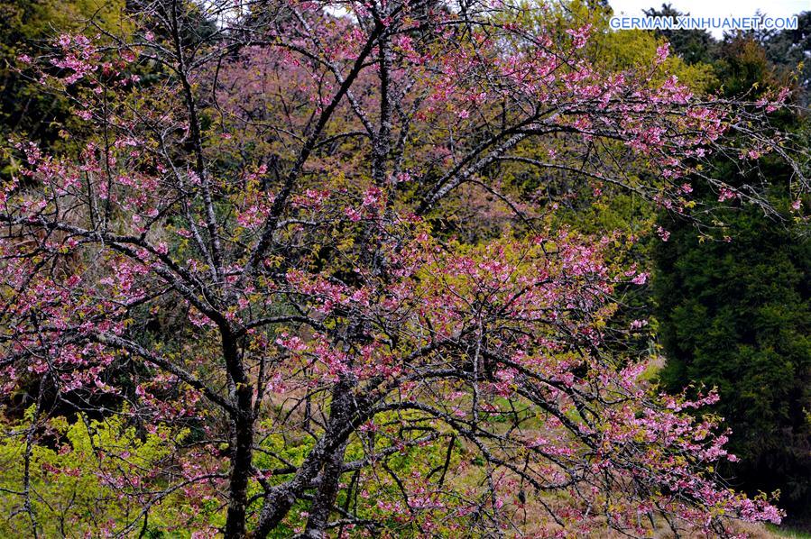 CHINA-TAIWAN-ALI MOUNTAIN-SCENERY(CN)